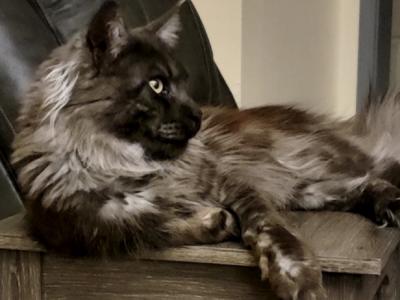 Angela - Cat Breeder - NM&comma; US