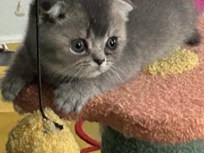 Penny J Uecker - Cat Breeder - Lewistown&comma; MT&comma; US