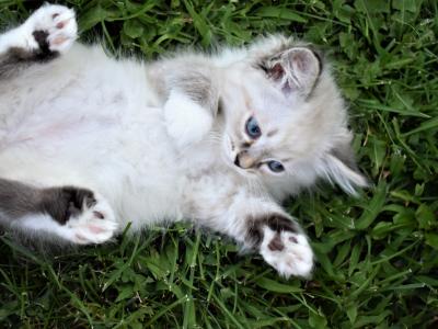 Alina - Cat Breeder - Meridian, ID, US Alina - Cat Breeder - Meridian, ID, US