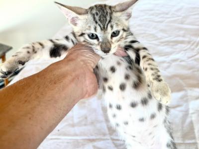 Mike - Cat Breeder - Encinitas&comma; CA&comma; US