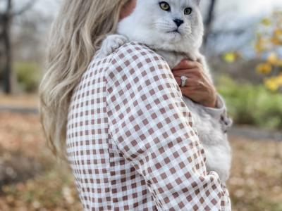 Cyndi Collins - Cat Breeder - Chapel Hill, NC, US Cyndi Collins - Cat Breeder - Chapel Hill, NC, US