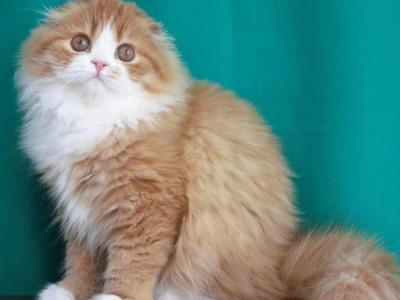 Elena - Cat Breeder - Milton&comma; FL&comma; US