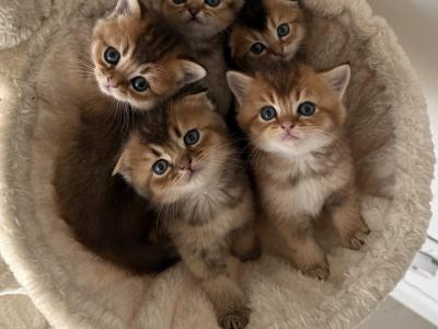 Maysoon - Cat Breeder - FL&comma; US