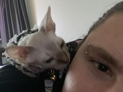 Steph Varner - Cat Breeder - Carlisle&comma; PA&comma; US