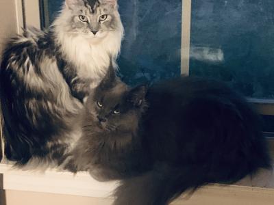 Misty - Cat Breeder - Wichita Falls&comma; TX&comma; US