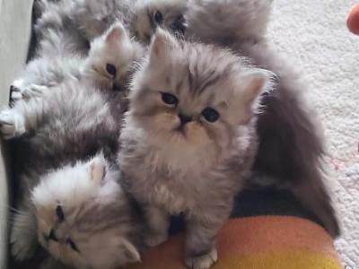 Sugar - Cat Breeder - NJ&comma; US