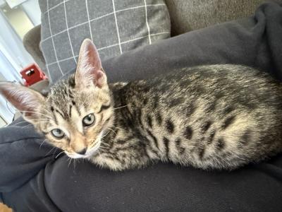 Tonya - Cat Breeder - Vandalia&comma; OH&comma; US