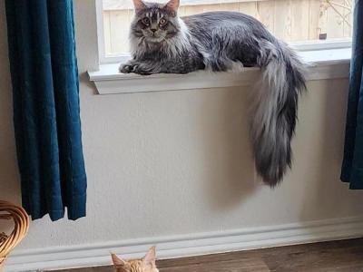 Rebekah Purcell - Cat Breeder - San Antonio&comma; TX&comma; US