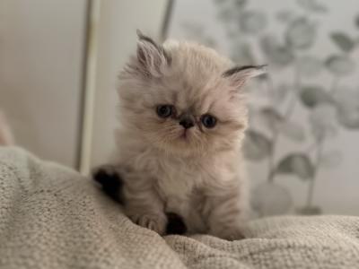 sumbal - Cat Breeder - Maple Shade&comma; NJ&comma; US