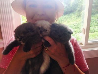 Julia - Cat Breeder - Huntington&comma; NY&comma; US