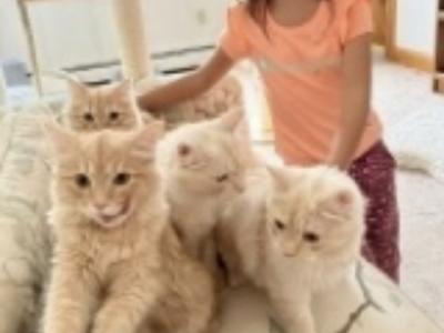 Oksana - Cat Breeder - Scranton&comma; PA&comma; US