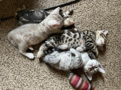 Bengals under the stars - Cat Breeder - Stroudsburg&comma; PA&comma; US