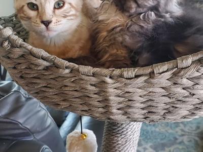 Crystal Maine Coons - Cat Breeder - MI&comma; US