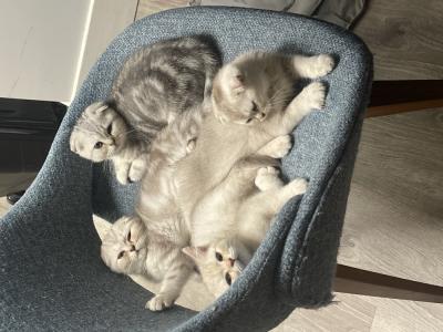 Mike - Cat Breeder - Prior Lake, MN, US Mike - Cat Breeder - Prior Lake, MN, US