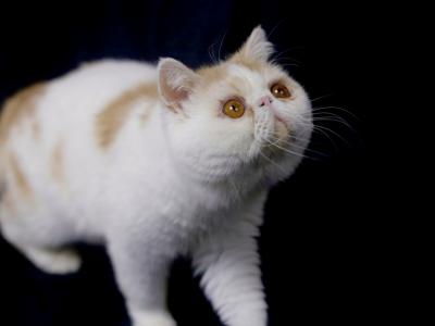 Mewtopia Exotics - Cat Breeder - Syracuse&comma; NY&comma; US