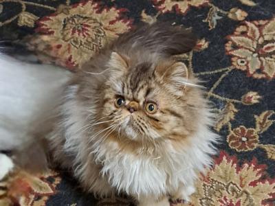 JAEMAK Cattery - Cat Breeder - Farmville, VA, US JAEMAK Cattery - Cat Breeder - Farmville, VA, US