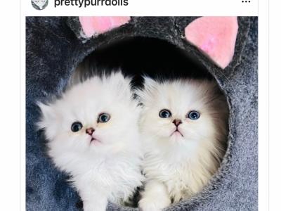 Pretty Purr Dolls - Cat Breeder - Discovery Bay, CA, US Pretty Purr Dolls - Cat Breeder - Discovery Bay, CA, US