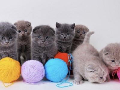 Irina - Cat Breeder - Brooklyn&comma; NY&comma; US