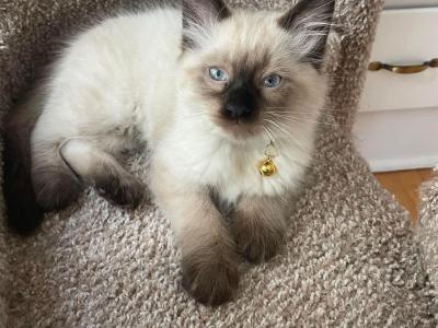 Umber - Cat Breeder - Oak Forest, IL, US Umber - Cat Breeder - Oak Forest, IL, US