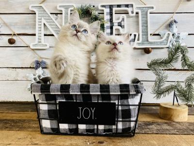 Michelle - Cat Breeder - FL&comma; US