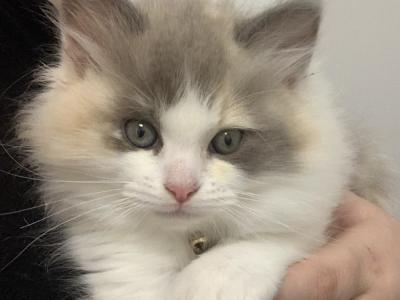 Pandora Ragdolls - Cat Breeder - Rochester, MA, US Pandora Ragdolls - Cat Breeder - Rochester, MA, US