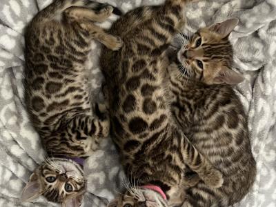 Lisa - Cat Breeder - Litchfield&comma; IL&comma; US