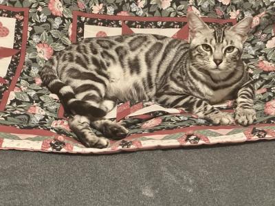 Aloha of Bengals Cattery - Cat Breeder - AR&comma; US