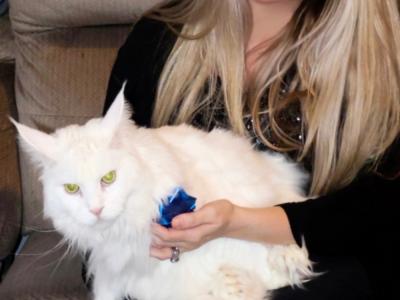 Melanie - Cat Breeder - Champaign&comma; IL&comma; US