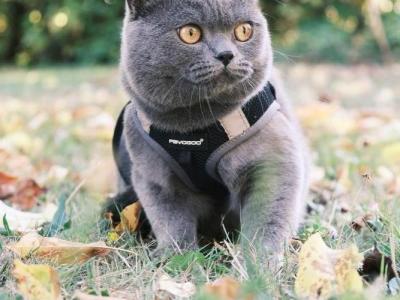 Daria - Cat Breeder - Vancouver&comma; WA&comma; US