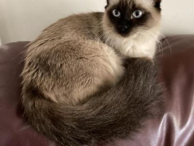 Diane - Cat Breeder - Raleigh, NC, US Diane - Cat Breeder - Raleigh, NC, US