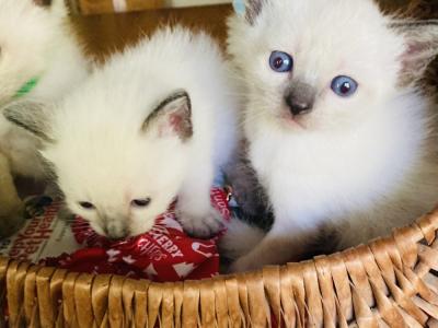 Diane - Cat Breeder - Raleigh, NC, US Diane - Cat Breeder - Raleigh, NC, US