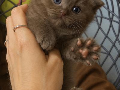 Vera - Cat Breeder - Orlando&comma; FL&comma; US