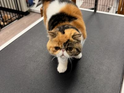 Craig Sharpe - Cat Breeder - Milford, CT, US Craig Sharpe - Cat Breeder - Milford, CT, US