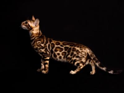 Tanya - Cat Breeder - Charlotte&comma; NC&comma; US