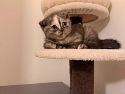 Mulan - Cat Breeder - Des Plaines&comma; IL&comma; US