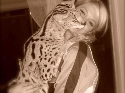 Domestic Wildcat - Cat Breeder - Fountain Valley, CA, US Domestic Wildcat - Cat Breeder - Fountain Valley, CA, US