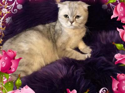 Laura - Cat Breeder - ID, US Laura - Cat Breeder - ID, US