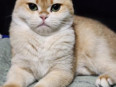 Dawn Beckman - Cat Breeder - Molalla&comma; OR&comma; US