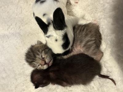 Scripture Farm - Cat Breeder - Leominster&comma; MA&comma; US