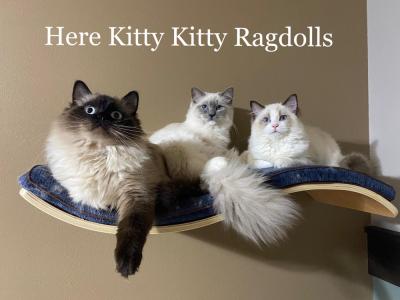 Mary L Aldridge - Cat Breeder - Chalmette&comma; LA&comma; US