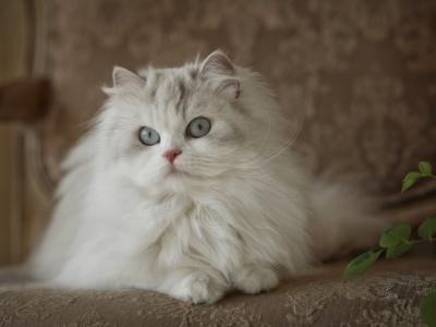 Jean - Cat Breeder - P J S&comma; NY&comma; US