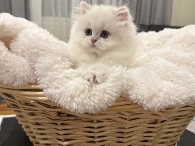 Yelena Torres - Cat Breeder - Phila&comma; PA&comma; US