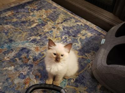 Renée - Cat Breeder - TX, US Renée - Cat Breeder - TX, US