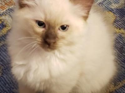 Renée - Cat Breeder - TX&comma; US