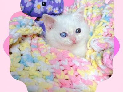 Oasiscats - Cat Breeder - Scottsdale, AZ, US Oasiscats - Cat Breeder - Scottsdale, AZ, US