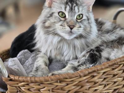 Oksana - Cat Breeder - FL&comma; US