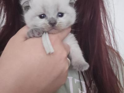 Angelina Malamura - Cat Breeder - Roanoke, TX, US Angelina Malamura - Cat Breeder - Roanoke, TX, US