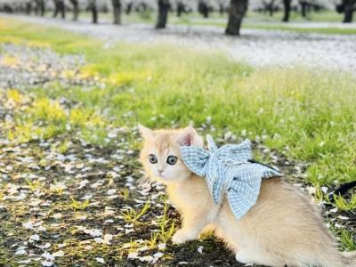 Tien - Cat Breeder - Oakland&comma; CA&comma; US