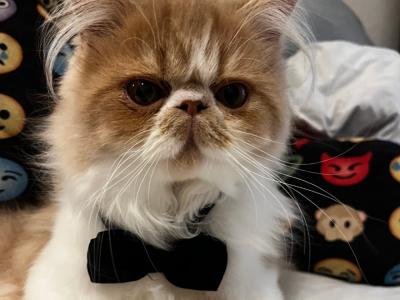 Emily - Cat Breeder - Fulshear&comma; TX&comma; US