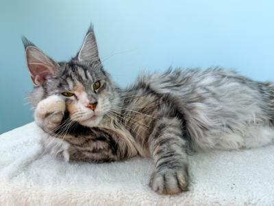Melissa - Cat Breeder - Bozeman, MT, US Melissa - Cat Breeder - Bozeman, MT, US